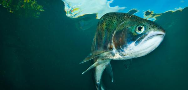 Fish