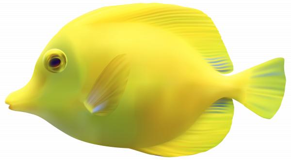 fish