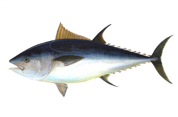 Large fish