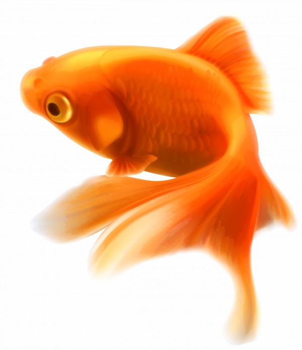 Golden fish
