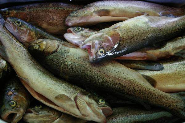 Fish