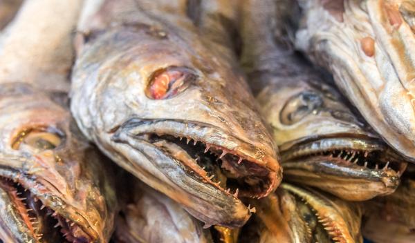 fish close up