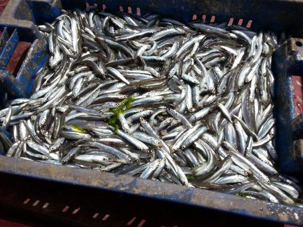 Fish Container