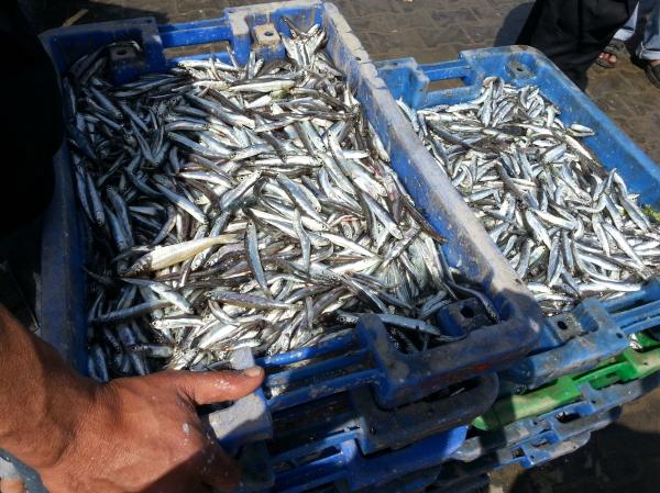 Fish Containers