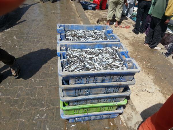 Fish Containers