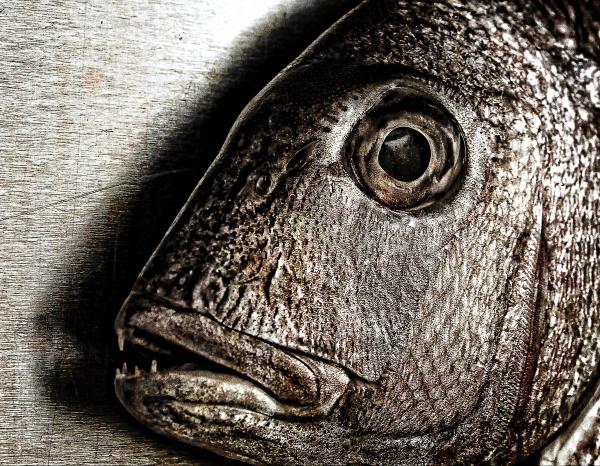Fish face - Closeup of a snapper