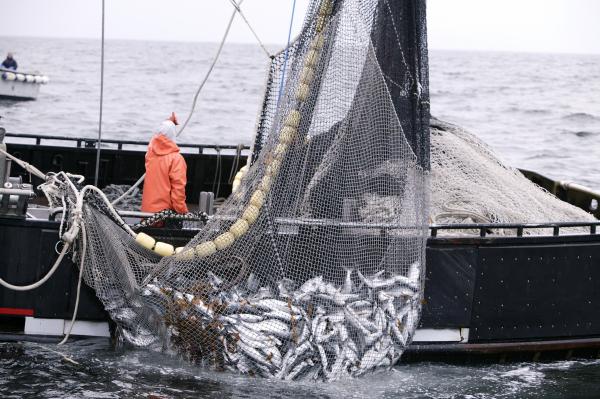 Fish harvest