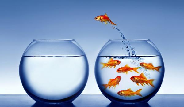 Fish in bowl