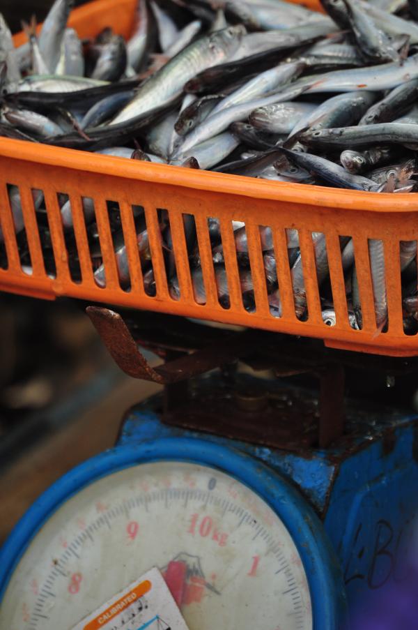 Fish in the market