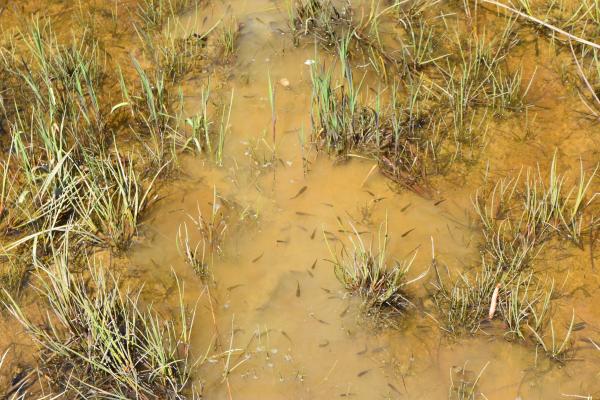 Fish mosquito fish apex nature pk ncwetlands AM (2)