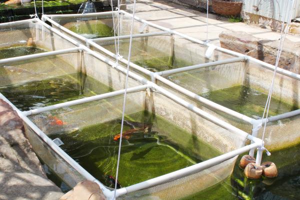 Fish Nursery in Thailand