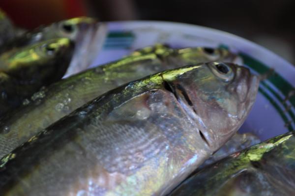 Fish on a plate
