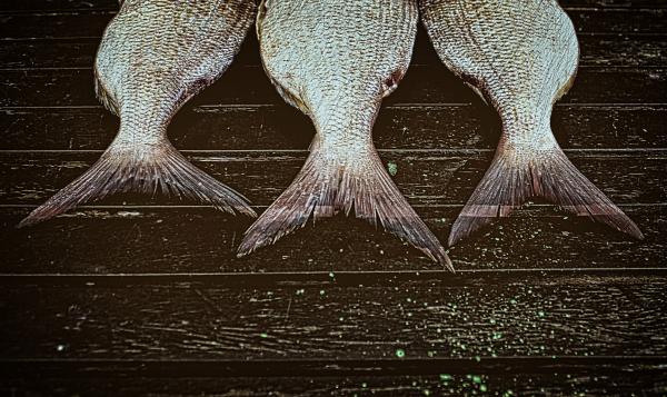 Fish ready to smoke on wood background