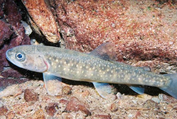 Fish resting