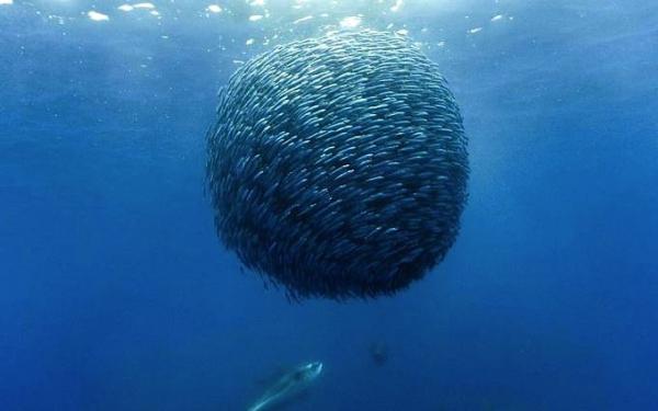 Fish schooling