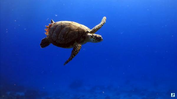 Underwater Fish