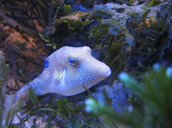 Fishy