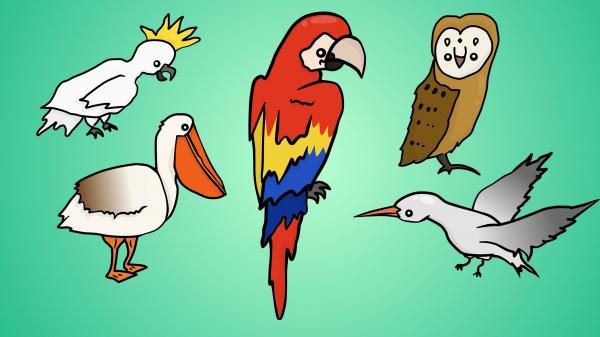 Five birds