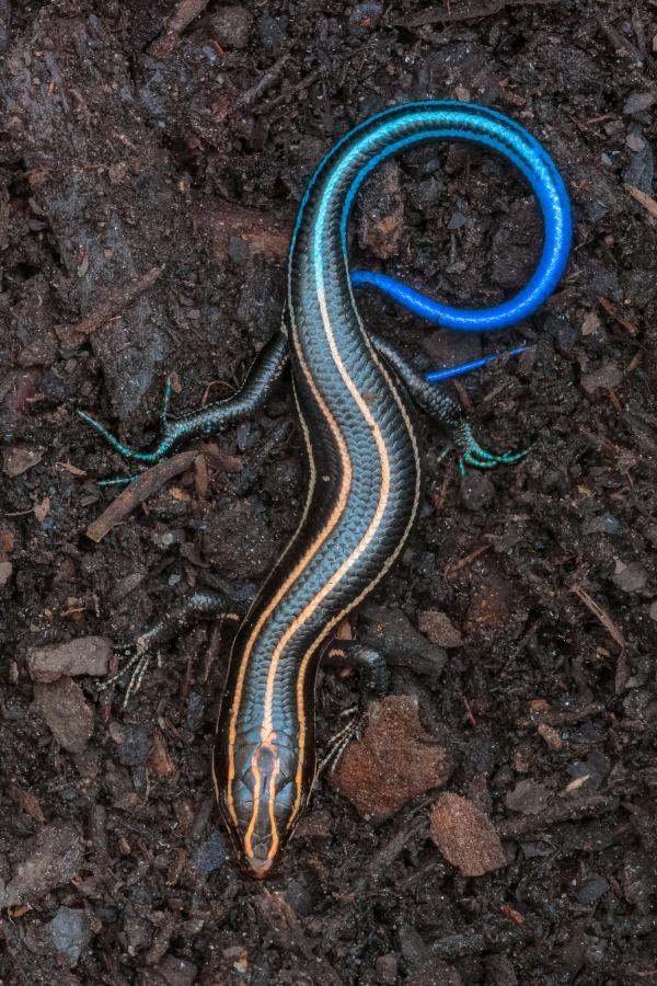 Five Lined Skink