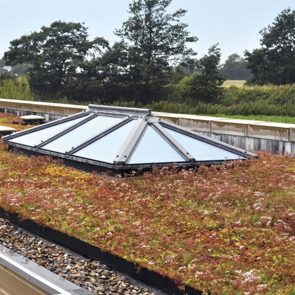 Flat green roof