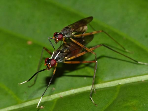 Flies Borneo
