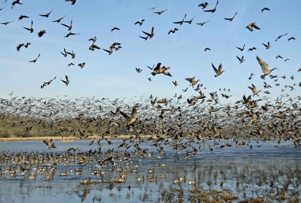 Flight of Birds