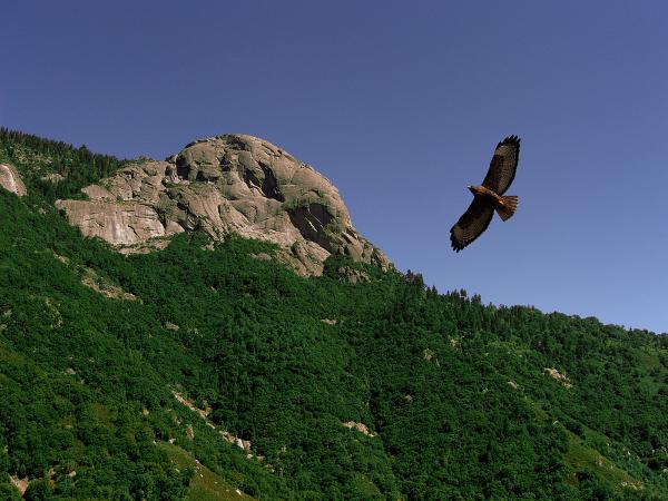 Flight of the Hawk