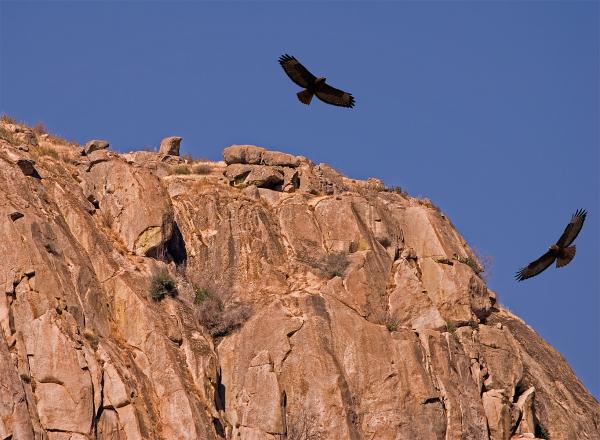 Flight of the Hawks