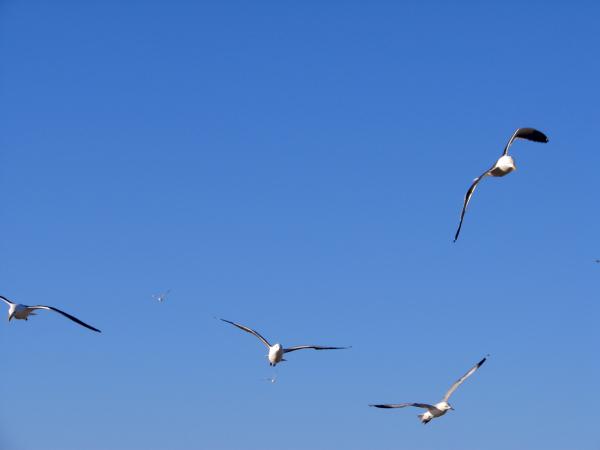 Flight of the Seagulls