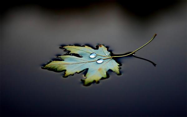 Floating Leaf