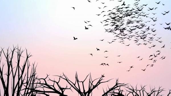 Flock of birds