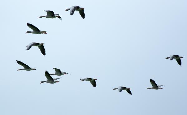 Flock Of Birds