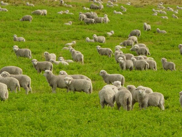 Herd of Sheep