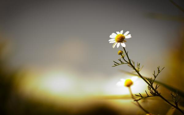 Floral Blur Background