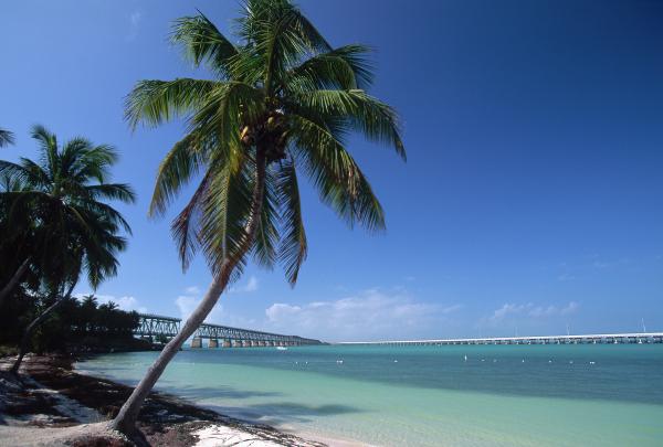 Palm Tree