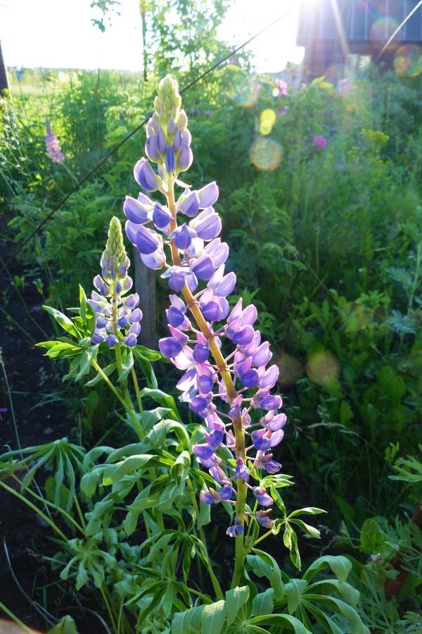 flower
