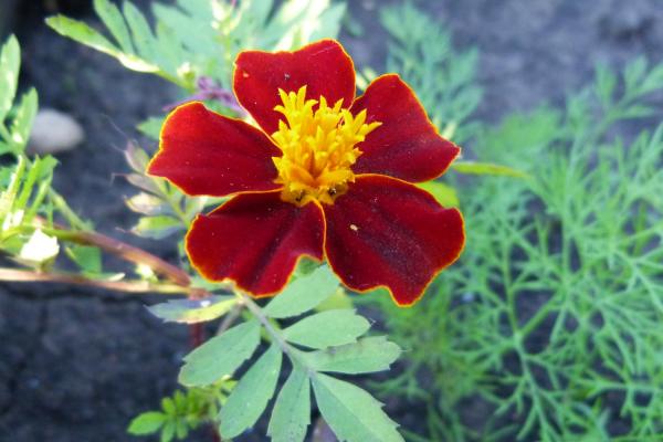 flower