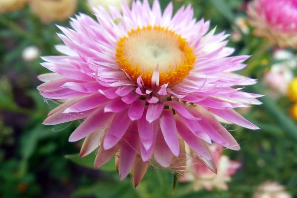 flower