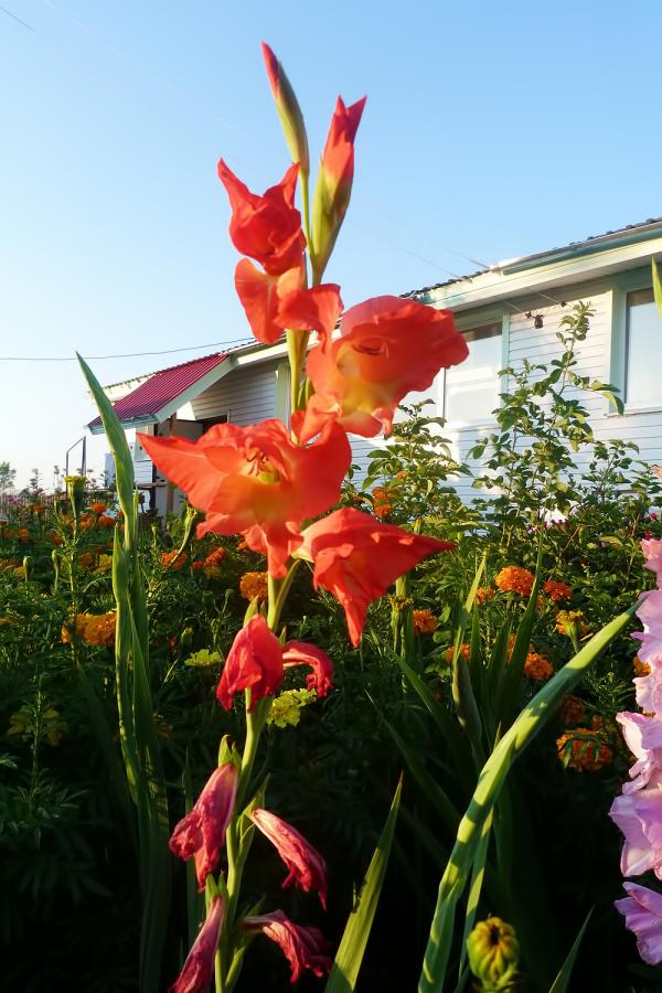 flower