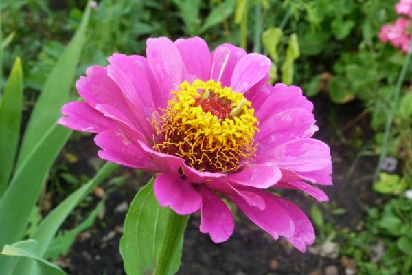 flower