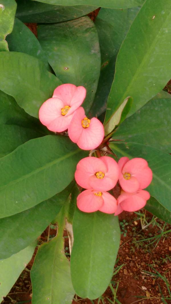 Flower