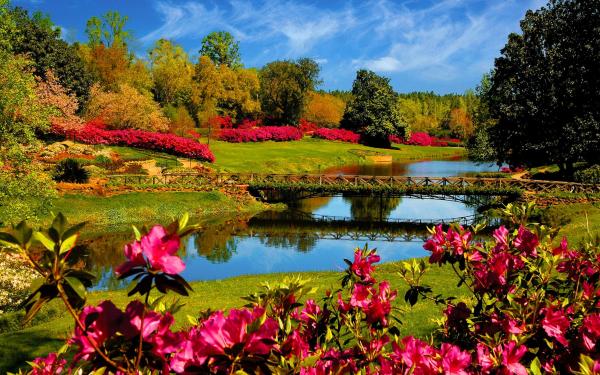 Flower and Lake