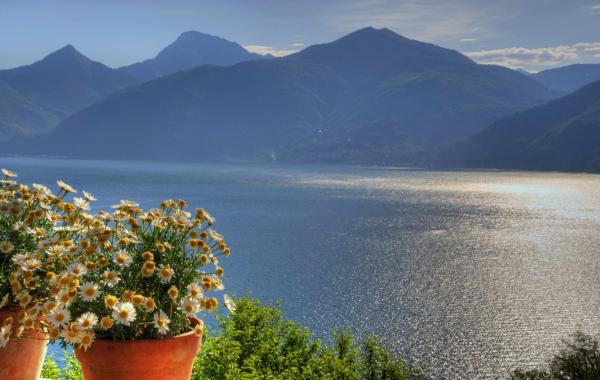 Flower and view