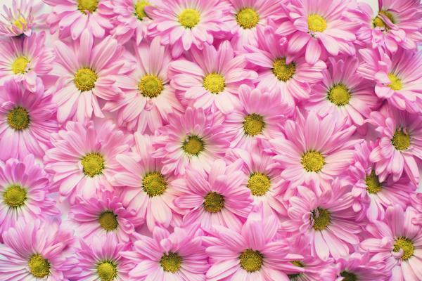Flower background