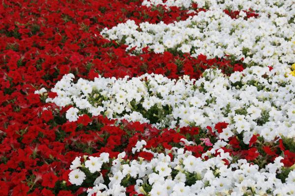 Flower Background