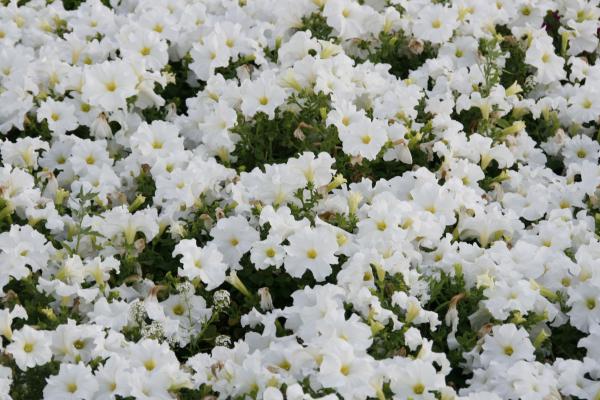 Flower Background