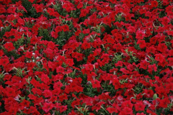 Flower Background