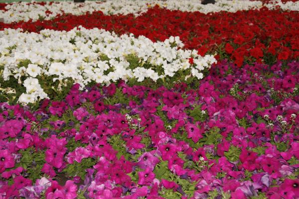 Flower Background
