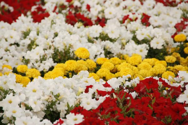 Flower Background