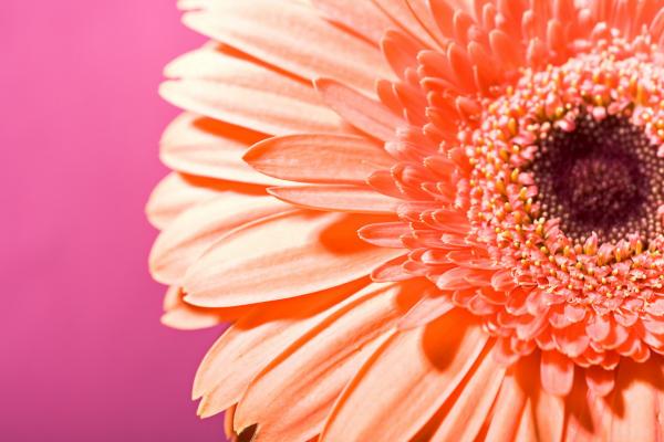 flower background